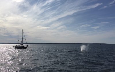 Whale Watch Adventure